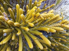 Veronica lycopodioides