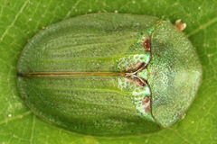 Cassida stigmatica