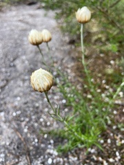 Chrysocephalum baxteri