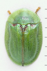 Cassida stigmatica