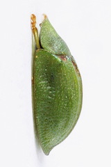Cassida stigmatica