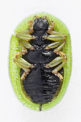 Cassida stigmatica