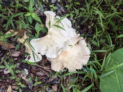 Omphalotus nidiformis