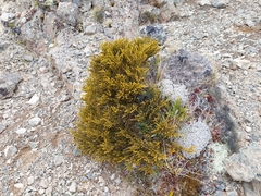 Veronica lycopodioides