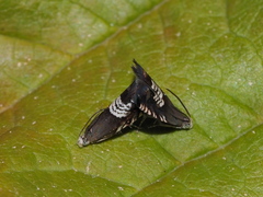 Grapholita compositella