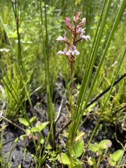 Satyrium rhynchanthum