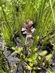 Satyrium rhynchanthum