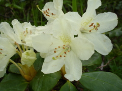 Rhododendron aureum