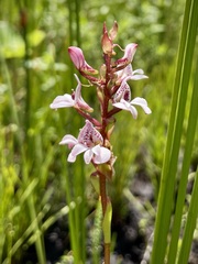 Satyrium rhynchanthum