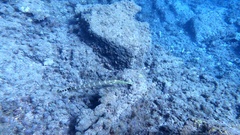 Aulostomus strigosus