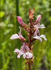 Satyrium rhynchanthum