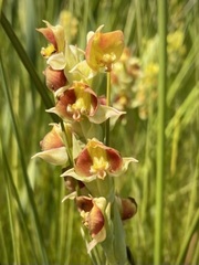 Pterygodium acutifolium