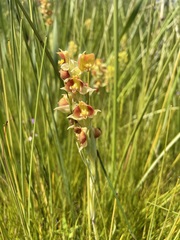 Pterygodium acutifolium