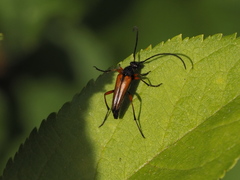 Stenurella jaegeri