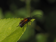 Stenurella jaegeri