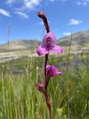 Disa racemosa