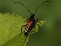 Stenurella jaegeri
