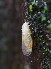 Cacopsylla