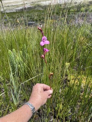 Disa racemosa