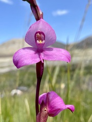 Disa racemosa