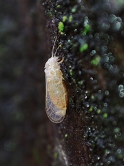 Cacopsylla