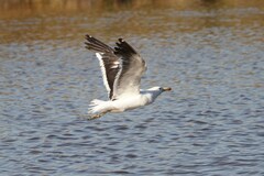 Larus dominicanus vetula