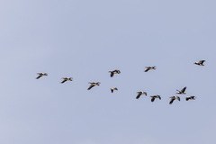 Plectropterus gambensis