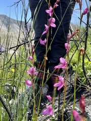 Disa racemosa