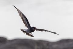 Glareola nuchalis nuchalis