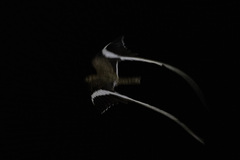 Caprimulgus vexillarius