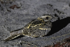 Caprimulgus fossii