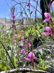 Disa racemosa