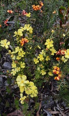 Hibbertia circumdans