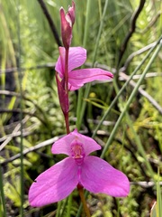 Disa racemosa