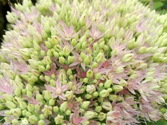 Allium giganteum