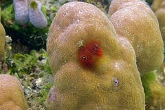 Spirobranchus corniculatus