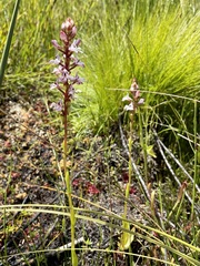 Satyrium rhynchanthum