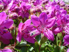 Rhododendron camtschaticum