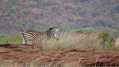Equus quagga