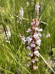 Satyrium rhynchanthum