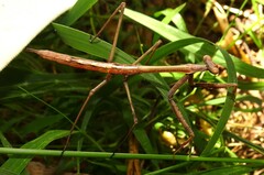 Archimantis latistyla