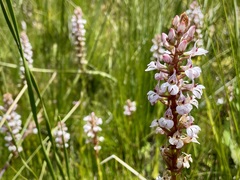 Satyrium rhynchanthum