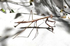 Archimantis latistyla