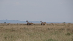 Tragelaphus oryx oryx