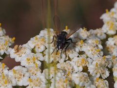 Leucostomatini