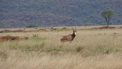 Damaliscus pygargus phillipsi