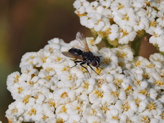 Leucostomatini