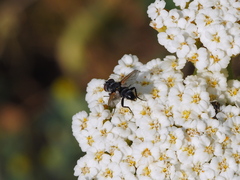 Leucostomatini