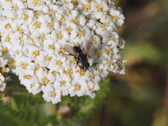 Leucostomatini