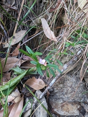 Cyanothamnus polygalifolius